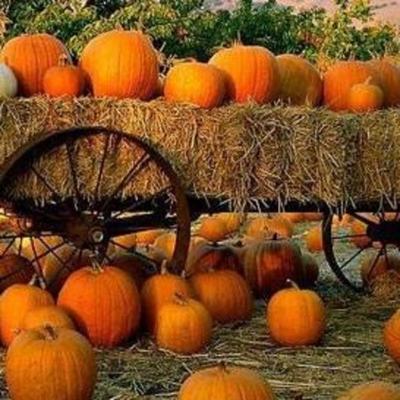 Meet your Posher, Colleen - Picture 1 of 1